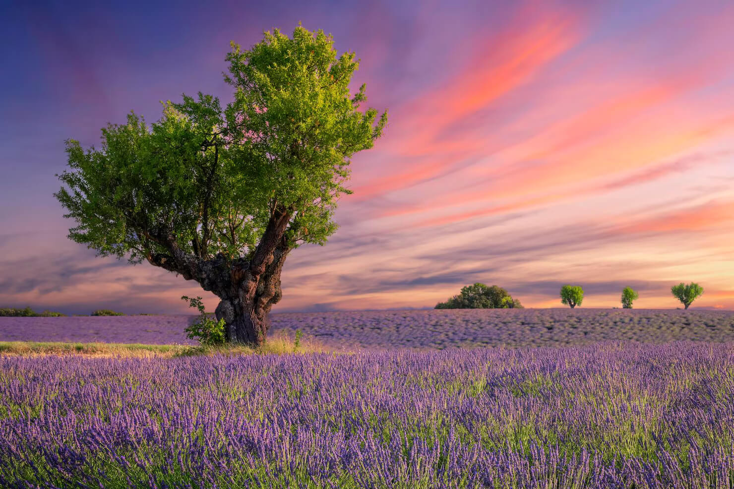 lavender-field-sunset-near-valensole_268835-3910 (1)